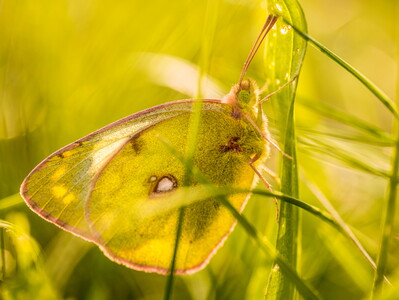 Hufeisenklee-Gelbling